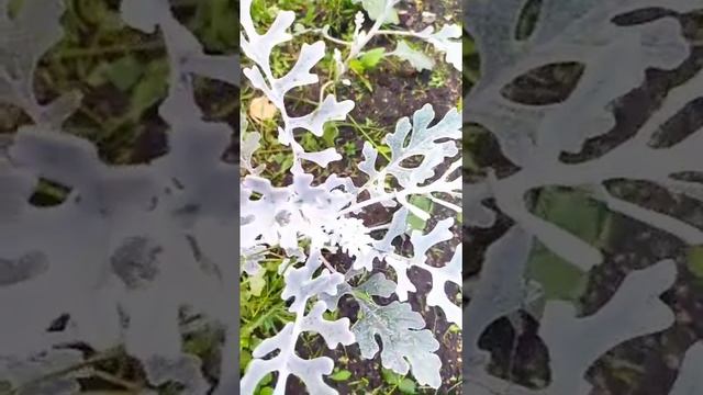 Цинерария 🌱