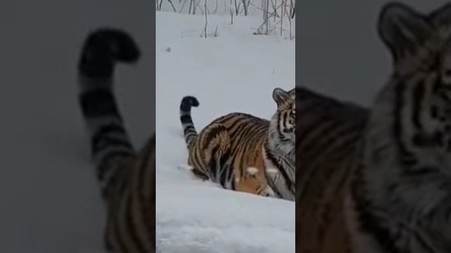 Тигр в Анжеро-Судженске 2
