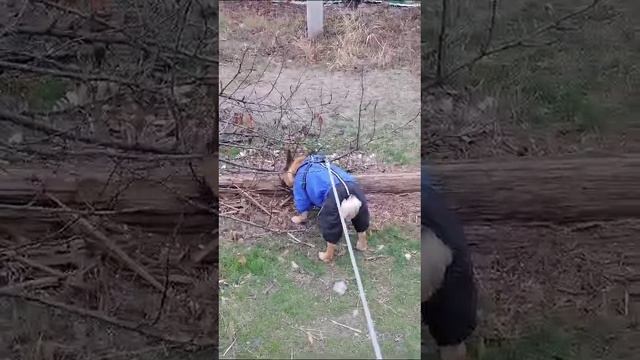 Утренний мацион....