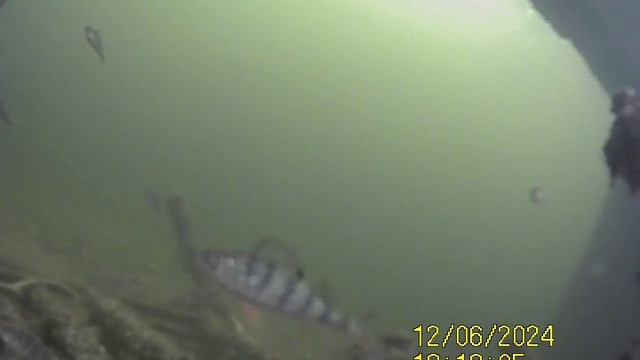 1000034750.mp4Волга гл.4м.06.12.2024г.