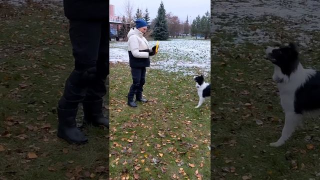 БК Дели - бабочка одной рукой