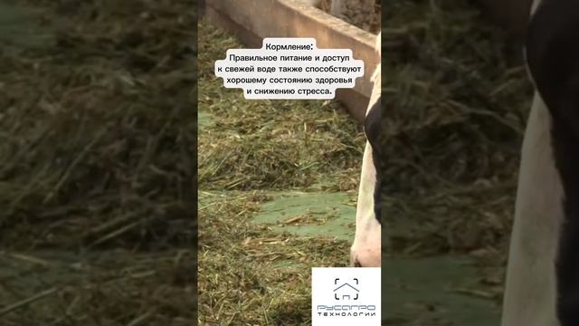 Эти удивительные существа чувствуют и переживают, как и мы! 🐄❤️