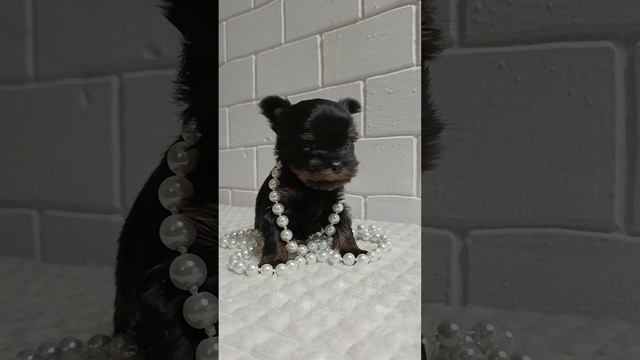 VID_20241206090103.mp4