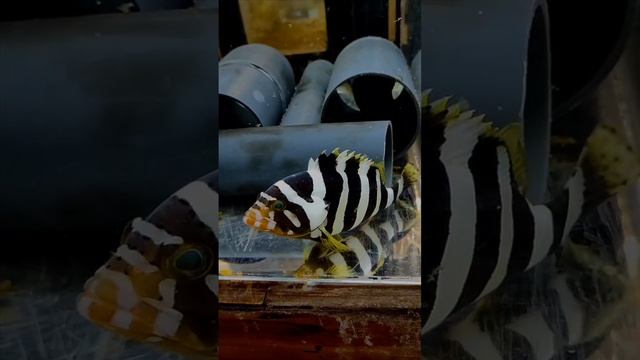 Групер леопардовый полосатый.