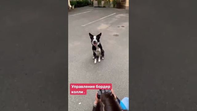 Приколюшки