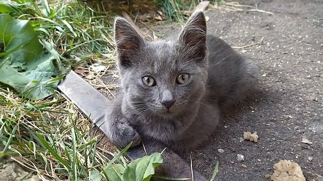 *** PUSHKIN AS STYLE *** стих о любви *** ВСЁ ДЛЯ ТЕБЯ... *** (with music), автор Сафронов И.В.