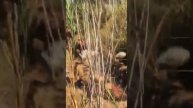 Wild dogs fend for their kill against a Hyena.