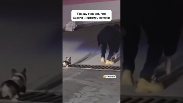 Хозяин и собакен одно целое