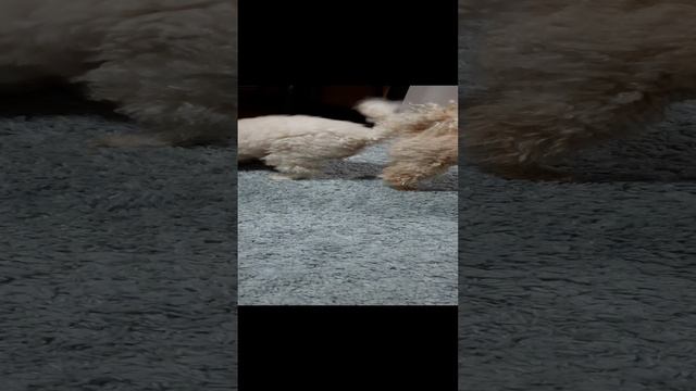 1000045457.mp4