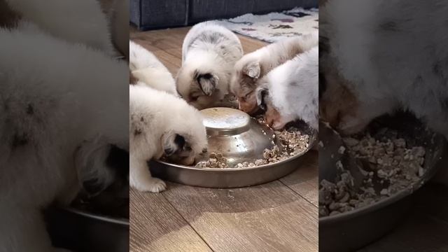 1000064978.mp4
