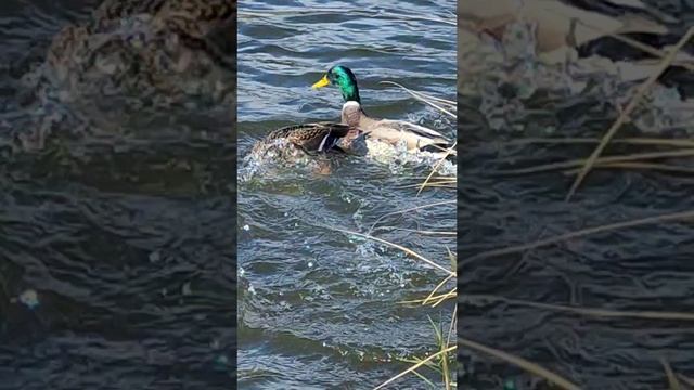 Кря кря🦆