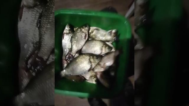 VID_20240707_213346.mp4