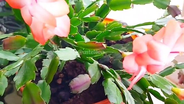 Декабрист или Зигокактус Шлюмбергера. Какой необходим горшок и почва_ Flowers.