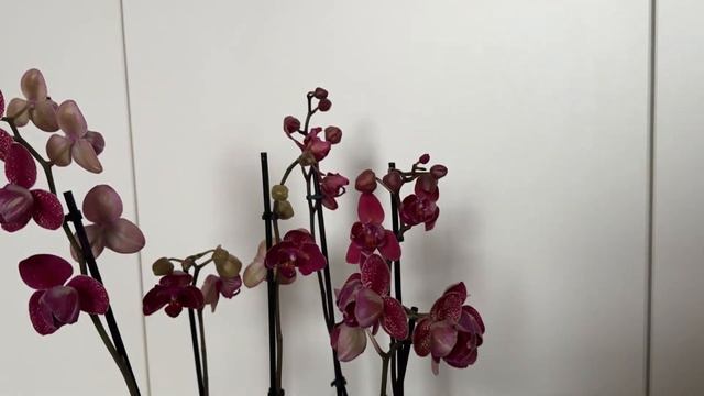 Как ПРАВИЛЬНО обрабатывать орхидею Батрайдером и ТОПАЗОМ. Можно ли смешивать препараты для орхи?