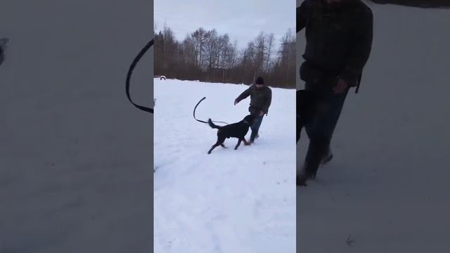 Дрессировка собак Ротвейлер разгон с хозяином #собака #дрессировкасобак