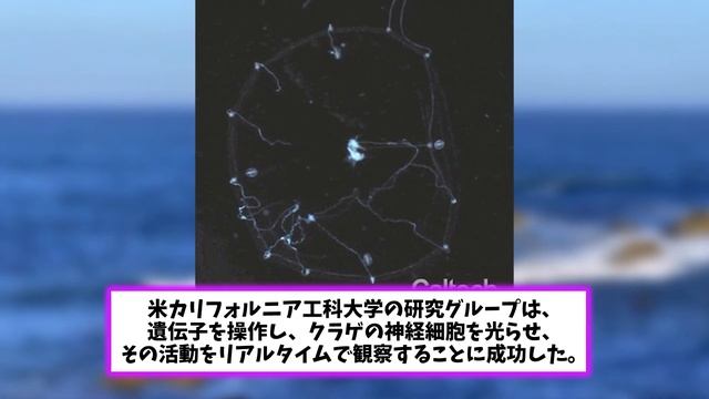 【2ch動物スレ】【閲覧注意】ダイバーさん絶対絶命!?黒い何かの正体とは?