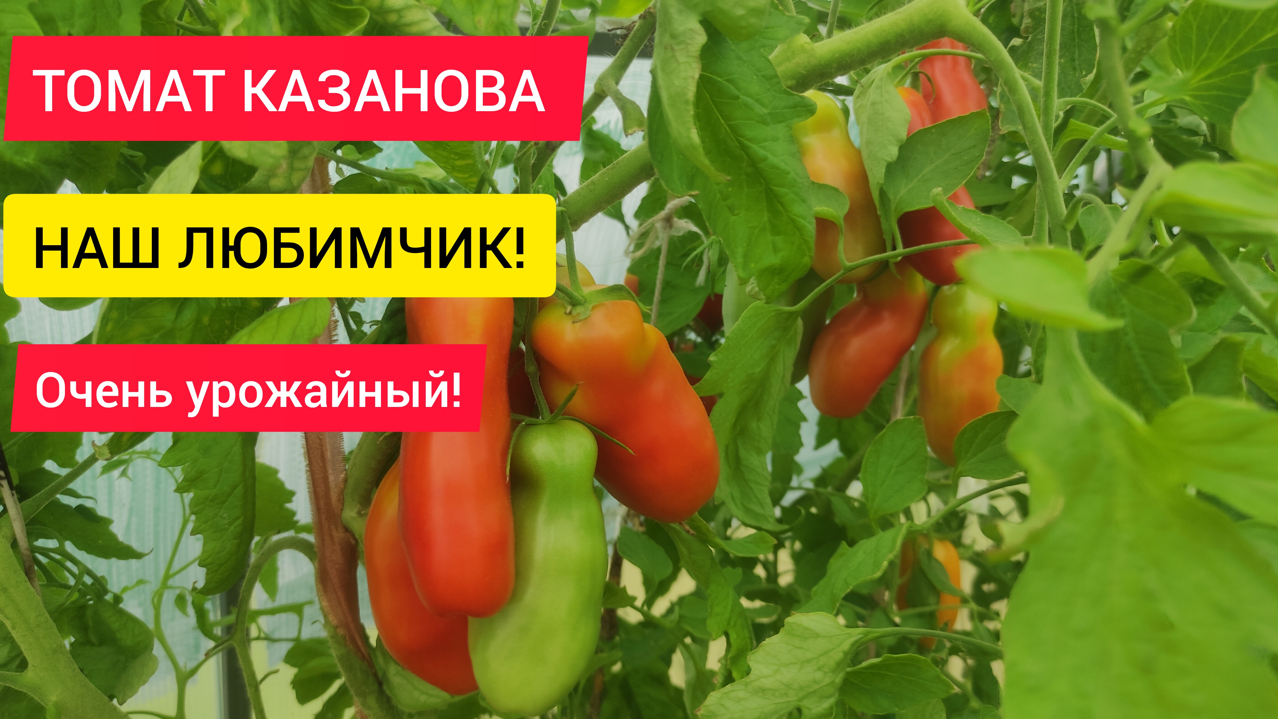 Томат Казанова, наш любимчик,очень вкусный и урожайный.