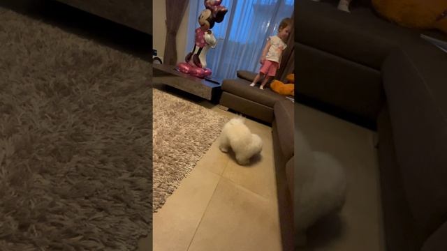 Ева играет с Милкой 🐩