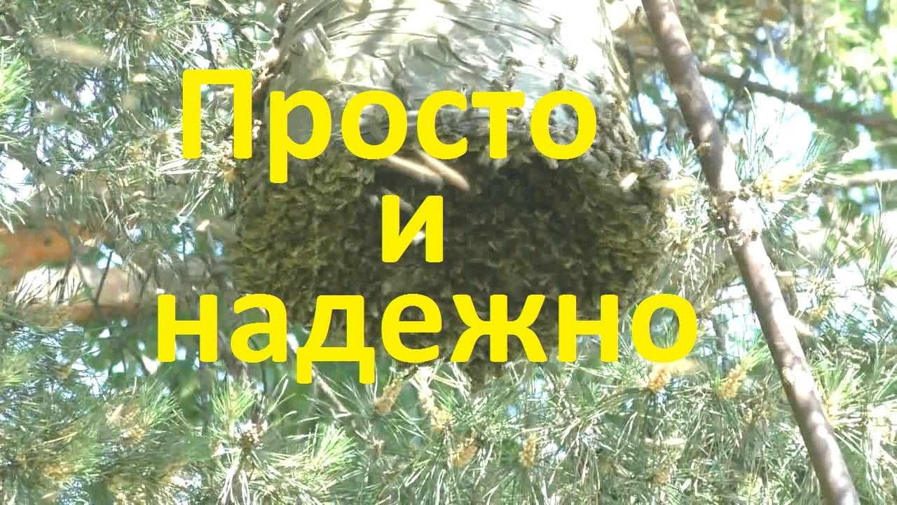Как проще поймать и снять рой пчел пчел