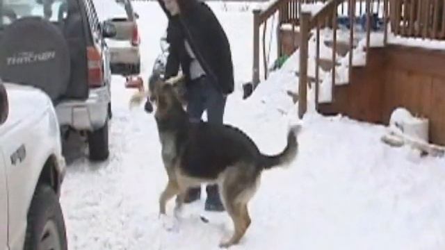 German Shepherd takes two bullets, saves family