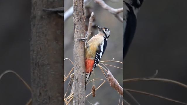 Woodpecker Bird watching Wildlife photography @MortenHilmer @PaulDinningVideosforCats