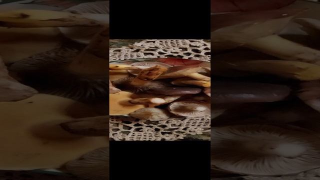 Грибы Мокрухи и Маслята.