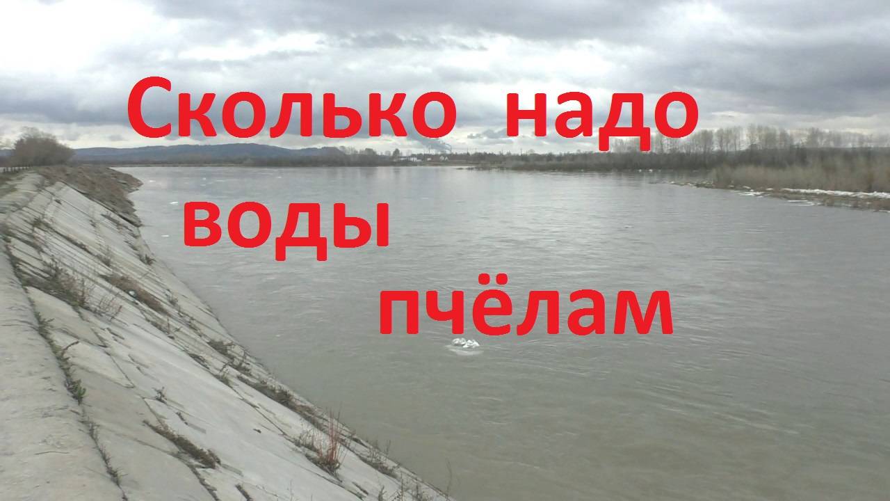 Когда и сколько  воды необходимо пчелам