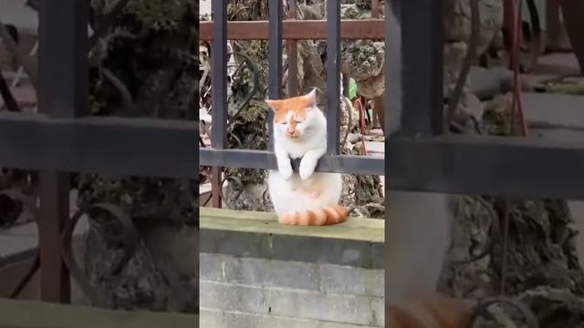 😿