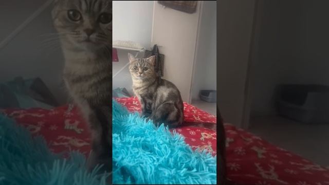 Играем с Иви