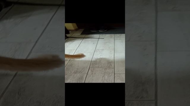 🐱 кот.mp4
