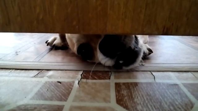 Собака под дверью