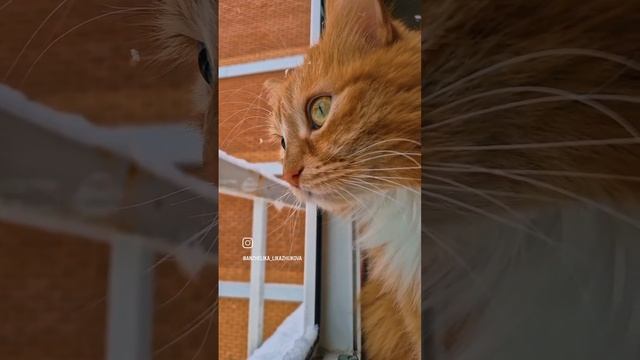 Снег кружится,  летает. Кузенька.
