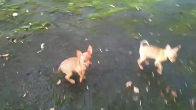 Русский той (той терьер) Из Дома Чайковских