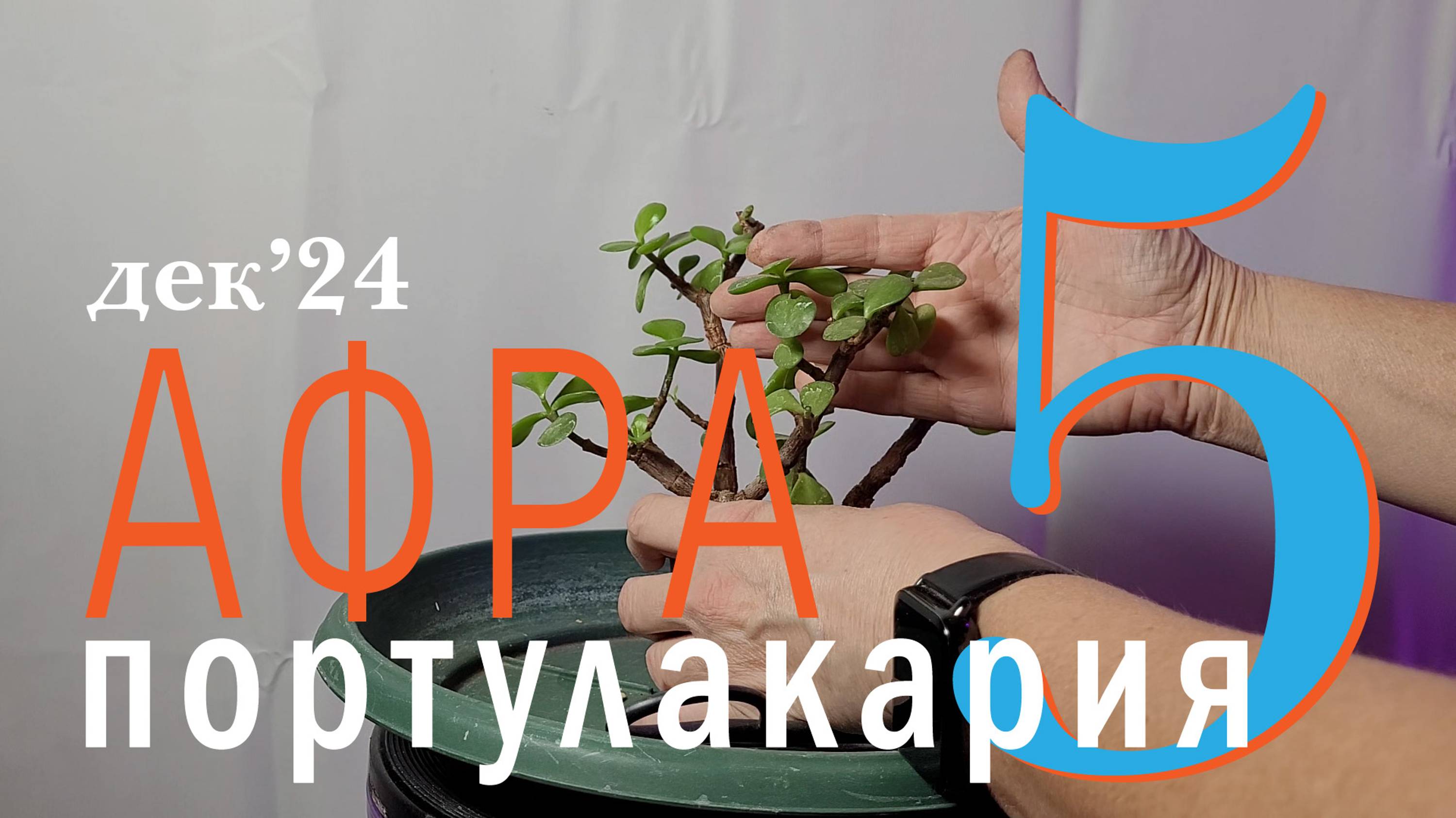 Портулакария Афра. Часть 5 | Декабрь 2024