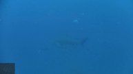 Bull Sharks (carcharhinus leucas) sail rock