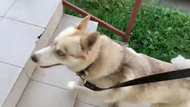 Селена и ступеньки