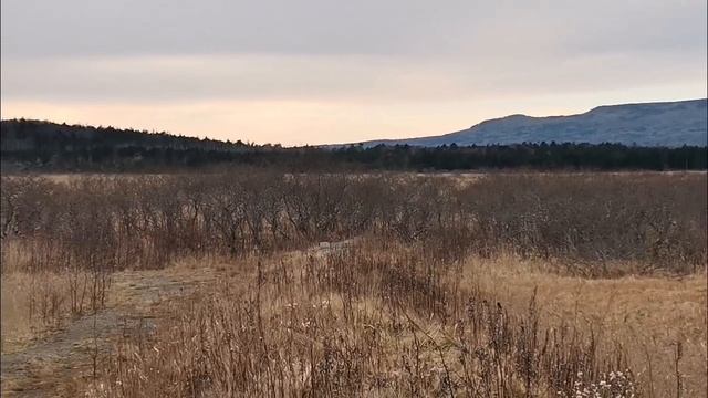 Голоса японских журавлей в Серебряных болотах (остров Кунашир, 06.12.2024).