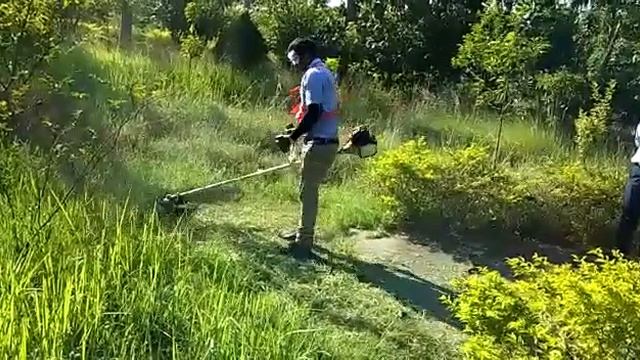 Honda brush cutter grass cutting demo