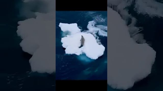 Невероятная охота во льдах!!!