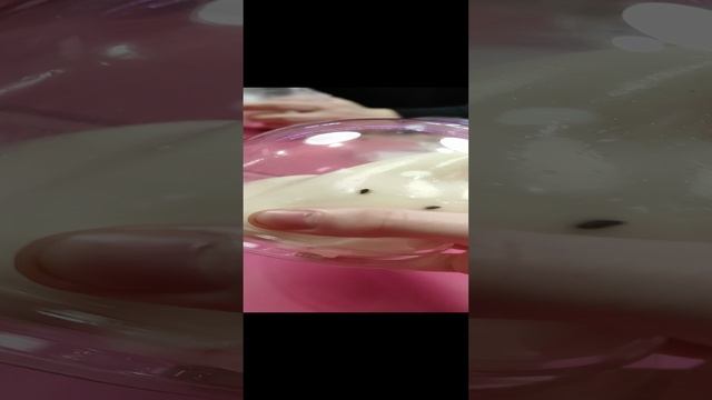 котеньки😍😍😍🎀🎀