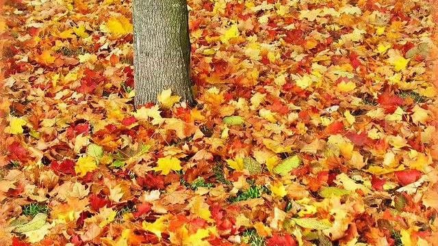 Родная природа