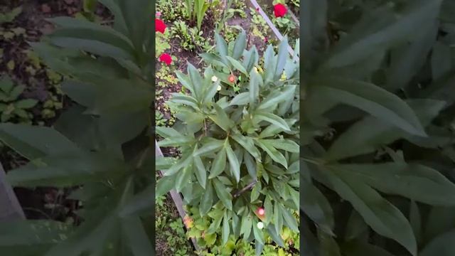 Отзыв №7 ⭐⭐⭐⭐⭐ - Светильник на солнечной батарее солнечный светильник 2 шт. в комплекте ФАZА SLR-S