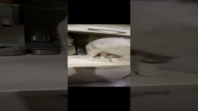 1000021491.mp4