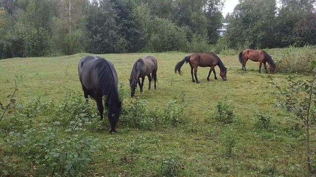 Лошадки на лугу кушают травку.Лето это здорово👍