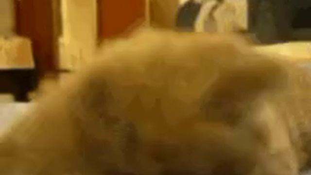 котяра