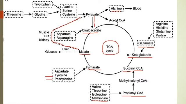 Role of liver in metabolism & Active Acetate VIDEO