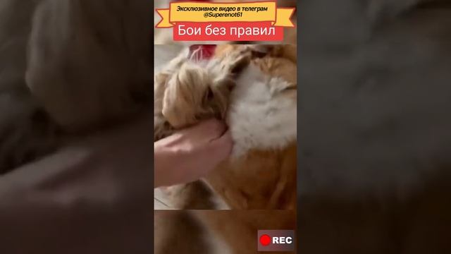 Кот против пса. Бой без правил