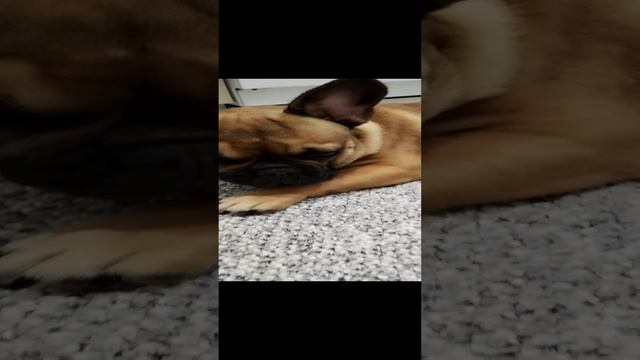 1000135708.mp4 ждёт папу с работы 🐶🐶🐶