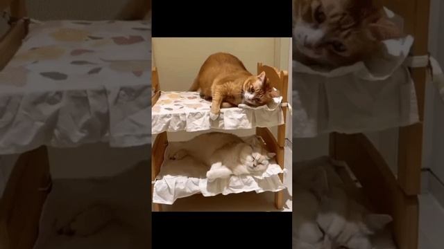 Кошки и котята. 2 минуты нежности