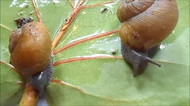 Snails! Zachrysia provisoria - The Cuban Brown Snail. Ep. 10